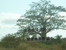 安哥拉资源